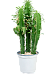 Impressive African Milk Tree Euphorbia erytrea Indoor House Plants