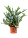 Lush Staghorn Fern Platycerium bifurcatum Indoor House Plants