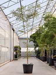 Tropical Black Olive Tree Bucida buceras 'Shady Lady' (800-900)