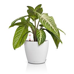 LECHUZA CLASSICO Color Round Poly Resin Self-watering Planter