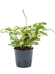 Colorful Gold Dust Dragon Tree Dracaena godseffiana (130-150) Indoor House Plants