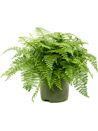 Delicate Birds Nest Fern Asplenium dimorphum 'Parvati' Indoor House Plants