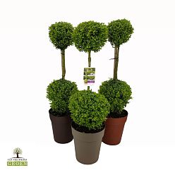 Photogenic Boxwood Buxus sempervirens