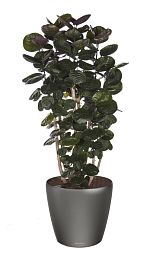 Polyscias Scutellaria in LECHUZA CLASSICO LS 43 Self-watering Planter, Total Height 160 cm