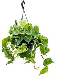 Lush Heart-Leaf Philodendron scandens Indoor House Plants