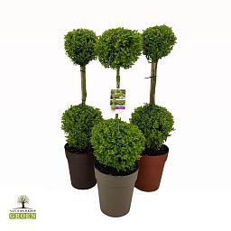 Photogenic Boxwood Buxus sempervirens