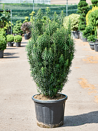 Lush Plum Yew Cephalotaxus harringtonii 'Fastigiata' Outdoor Plants