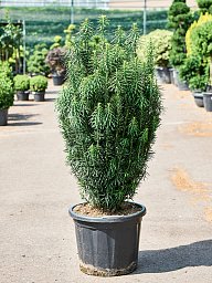 Lush Plum Yew Cephalotaxus harringtonii 'Fastigiata' Outdoor Plants