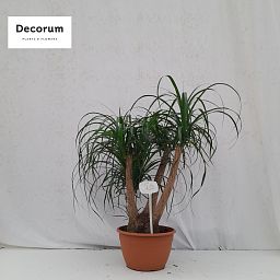 Beaucarnea vertakt