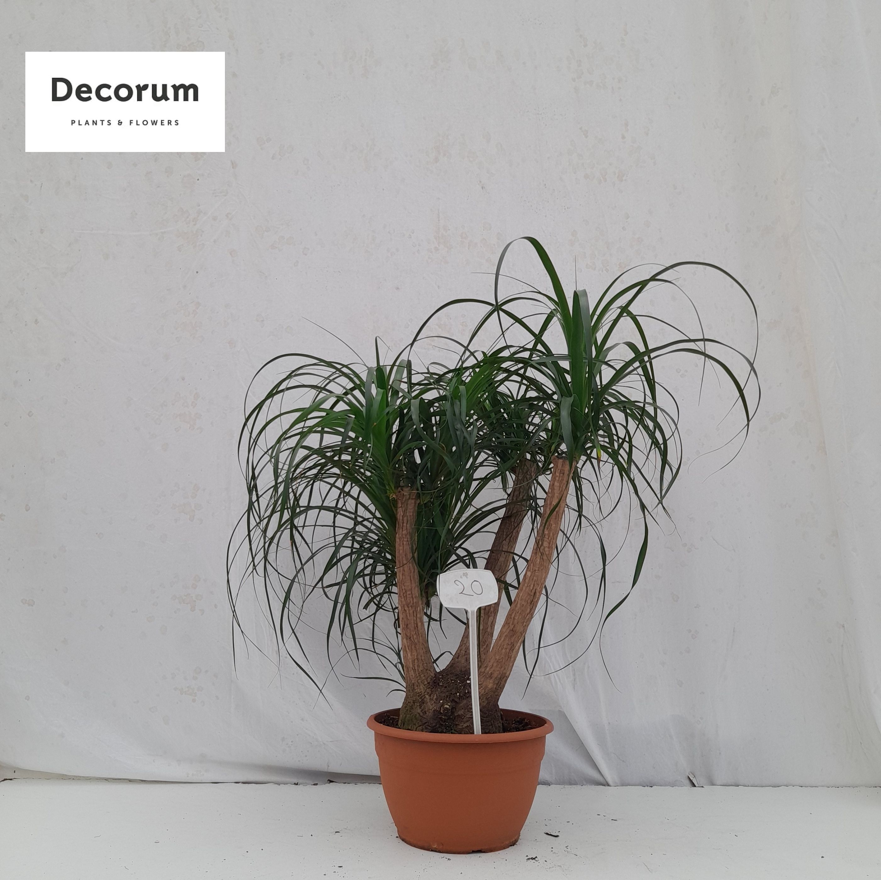 Beaucarnea vertakt