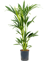 Lush Sentry Palm Kentia (Howea) forsteriana Indoor House Plants