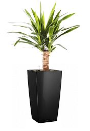 Yucca in LECHUZA CUBICO Self-watering Planter, Total Height 70 cm