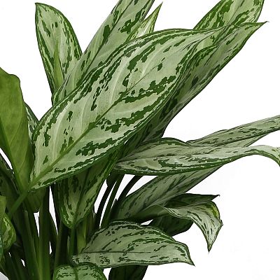 Lush Chinese Evergreen Aglaonema 'Silver Queen' Indoor House Plants