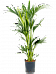 Lush Sentry Palm Kentia (Howea) forsteriana Indoor House Plants