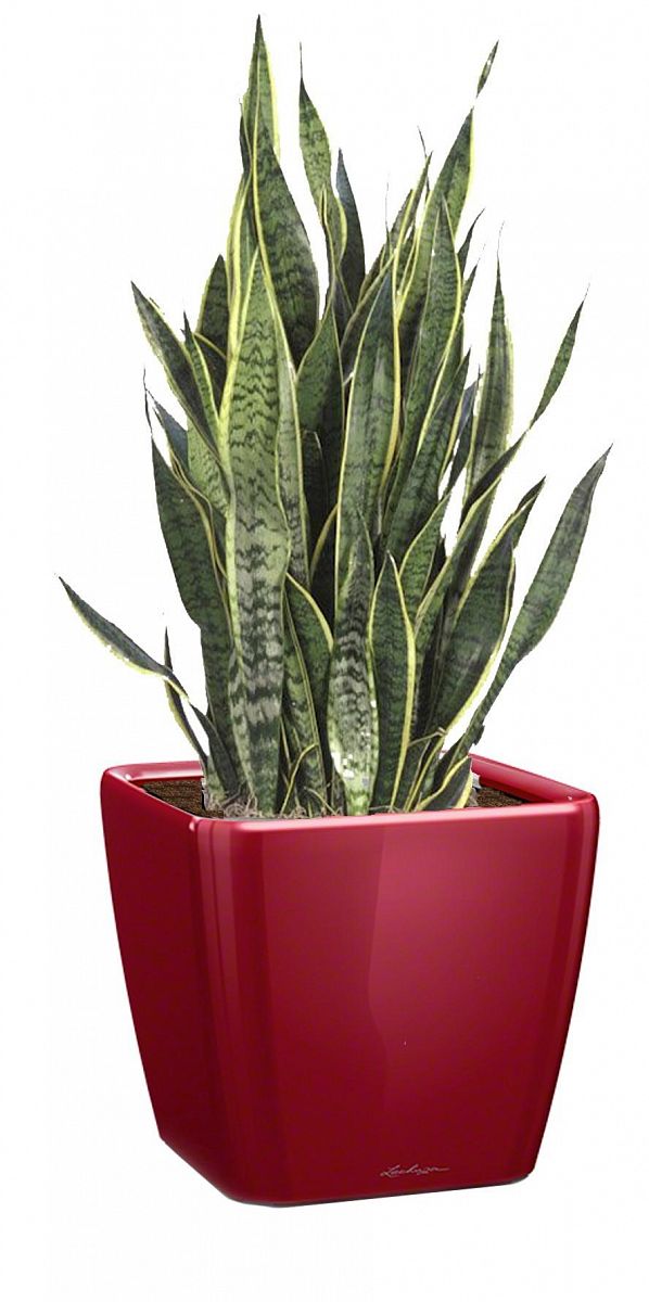 Sansevieria Lime in LECHUZA QUADRO LS Self-watering Planter, Total Height 40 cm