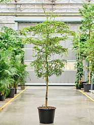 Tropical Black Olive Tree Bucida buceras 'Shady Lady' (800-900)