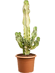 Fancy Cowboy Cactus Euphorbia ingens marmorata Indoor House Plants