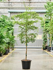 Tropical Black Olive Tree Bucida buceras 'Shady Lady' (800-900)