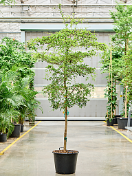 Tropical Black Olive Tree Bucida buceras 'Shady Lady' (800-900)