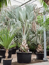 Lush Bismark Palm Bismarckia nobilis (300-400) Tall Indoor House Plants Trees
