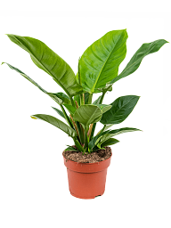 Lush Heart-Leaf Philodendron 'Imperial Green' Indoor House Plants