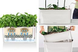 Blooming Phalaenopsis Orchid in LECHUZA DELTA Self-watering Planter, Total Height 60 cm