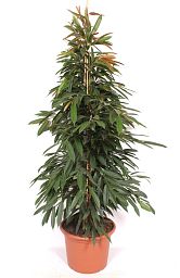 Lush Narrow-leaf Fig Ficus binnendijkii 'Amstel King' Tall Indoor House Plants Trees