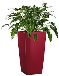 Philodendron Xanadu in LECHUZA CUBICO Self-watering Planter, Total Height 100 cm