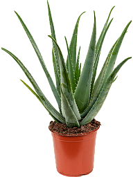 Easy-Care Medicinal Aloe vera barbadensis Indoor House Plants