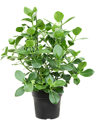 Graceful Autograph Tree Clusia rosea 'Princess' Indoor House Plants