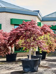 Acer pal. diss. 'Garnet'
