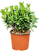 Pittosporum tobira 'Nana'