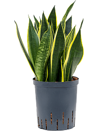 Easy-Care Snake Plant Sansevieria trifasciata 'Canary' Snake Plant Indoor House Plants