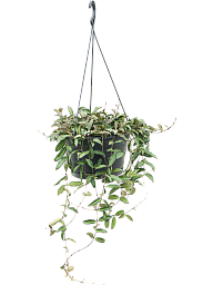 Shade-loving Wax Plant Hoya 'Rosita' Indoor House Plants
