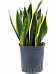 Easy-Care Snake Plant Sansevieria trifasciata 'Canary' Snake Plant Indoor House Plants