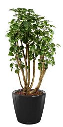 Polyscias Balfouriana in LECHUZA CLASSICO LS 43 Self-watering Planter, Total Height 160 cm