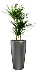 Dracaena Marginata in LECHUZA RONDO Self-watering Planter, Total Height 140 cm