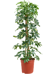 Delicate Umbrella Tree Schefflera arboricola 'Gold Capella' Indoor House Plants