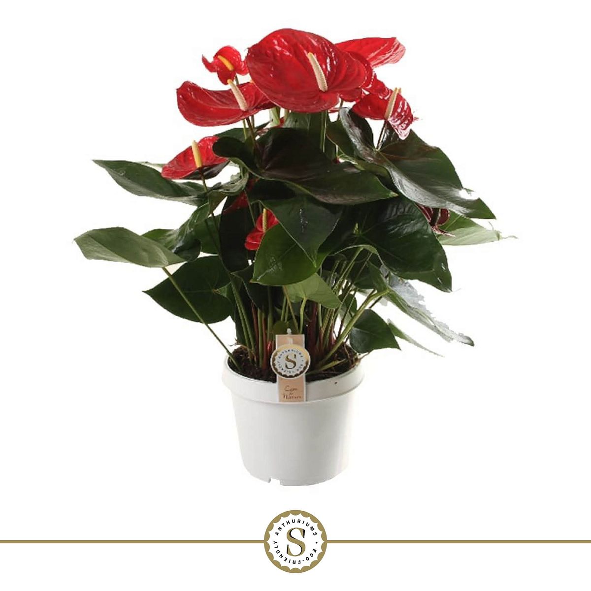 Anthurium Red Champion