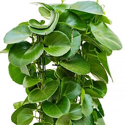 Shade-loving Grape Ivy Cissus rotundifolia Indoor House Plants