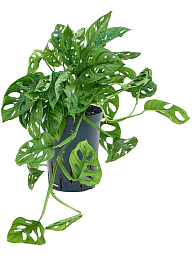 Shade-loving Swiss Cheese Plant Monstera obliqua (60-120) Indoor House Plants