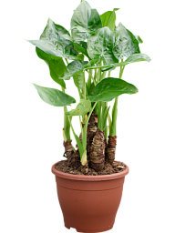 Cheerful Elephant Ear Alocasia cucullata Indoor House Plants