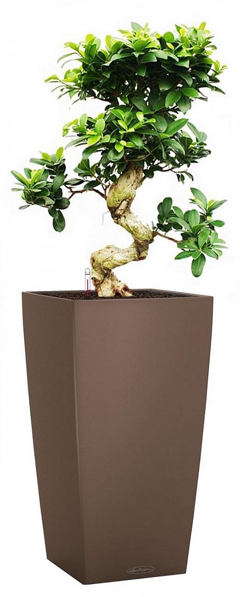 Ficus Microcarpa in LECHUZA CUBICO Color Self-watering Planter, Total Height 105 cm