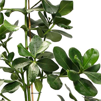 Graceful Autograph Tree Clusia rosea 'Princess' Indoor House Plants