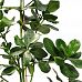 Graceful Autograph Tree Clusia rosea 'Princess' Indoor House Plants