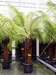 Lush Soft Tree Fern Dicksonia antarctica Tall Indoor House Plants Trees
