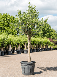 Showy Olive Olea europaea