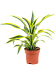 Colorful Corn Plant Dracaena fragrans 'Lemon Lime' Tall Indoor House Plants Trees