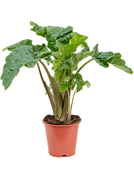 Lush Elephant Ear Alocasia 'Low Rider' Indoor House Plants