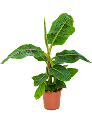 Lush Banana Plant Musa 'Dwarf Cavendish' Tall Indoor House Plants Trees